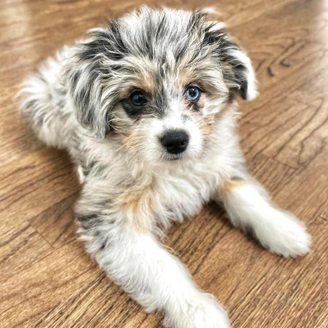 Dog Fund - Schmeegol the AussieChon