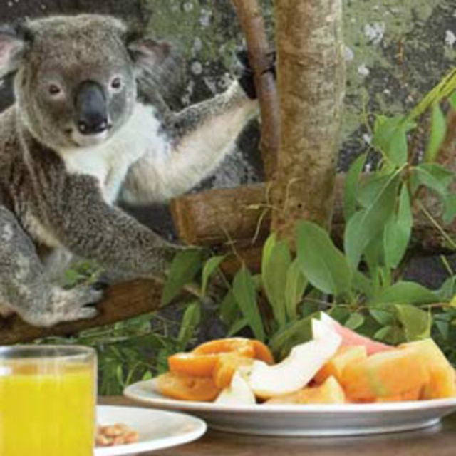 Koala breakfast at Wild Life Hamilton Island