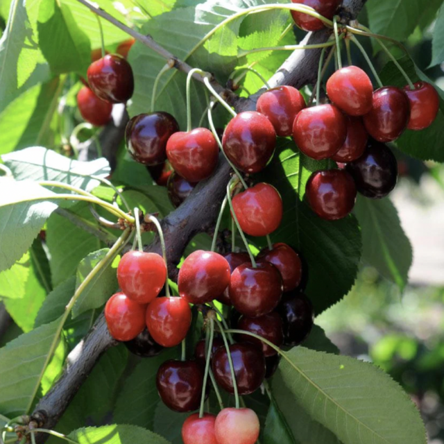 Bing Cherry Tree