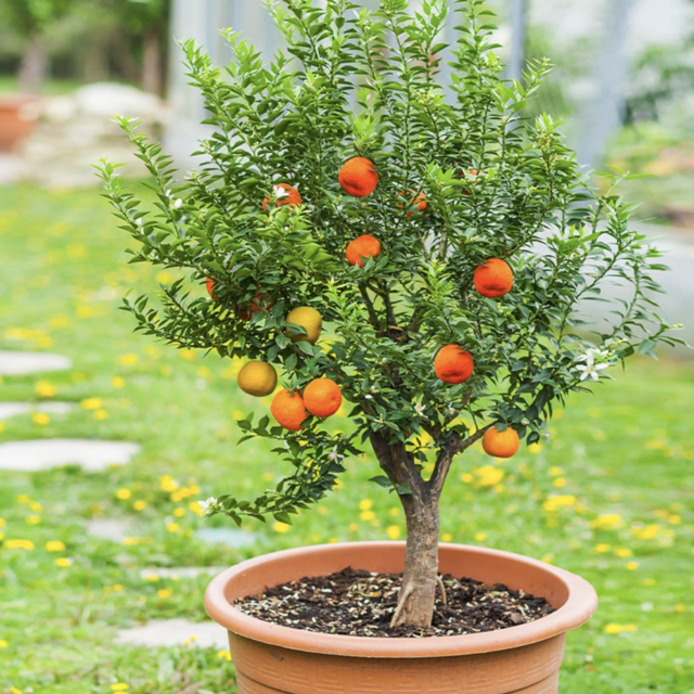 Pixie Mandarin Tree