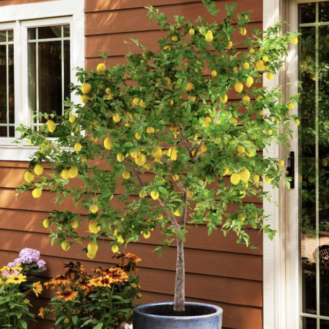 Meyer Lemon Tree