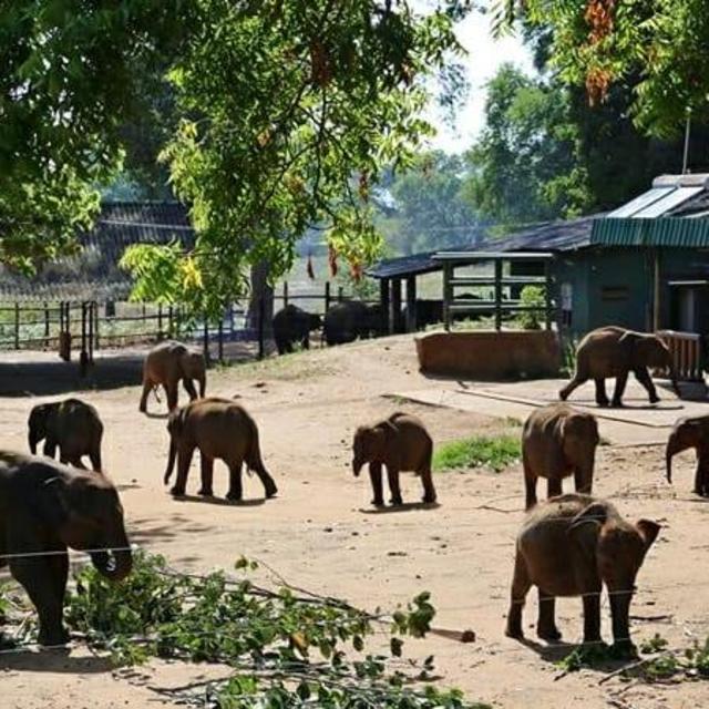 Udwalawe Elephant Sanctuary, Sri Lanka