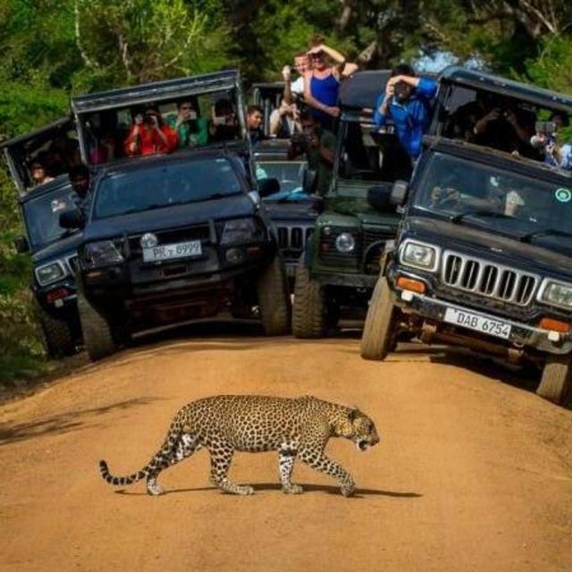 Safari in Yala National Park