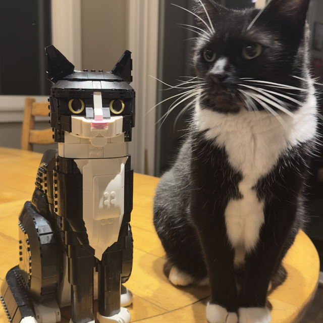 Cat Sitter for Barbara (Wedding Week)