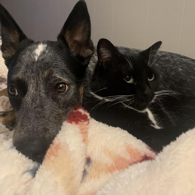 Pet Sitters (Honeymoon)