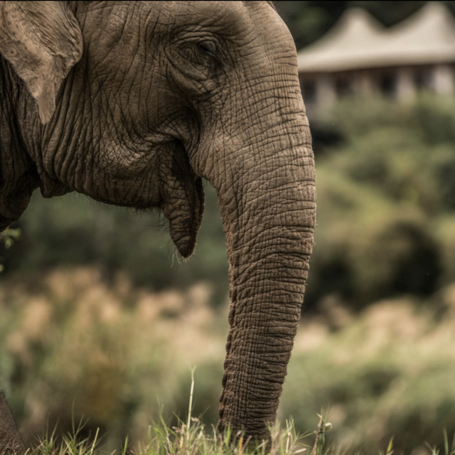 Elephant Camp in Thailand
