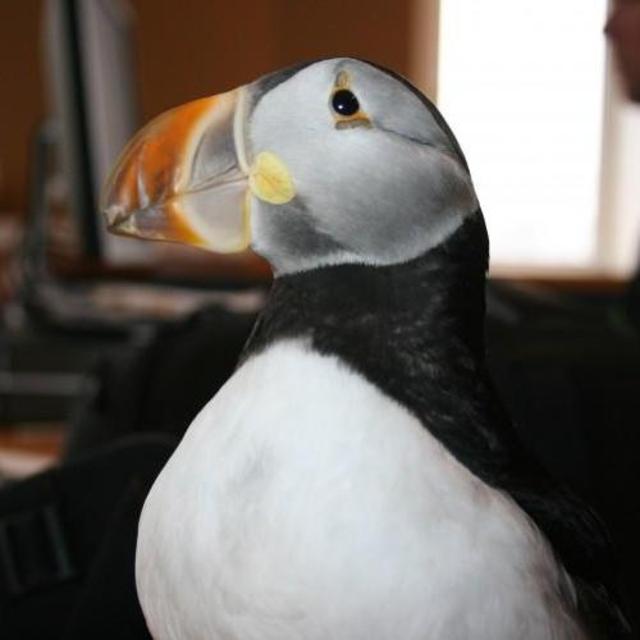 A day on Westman Island