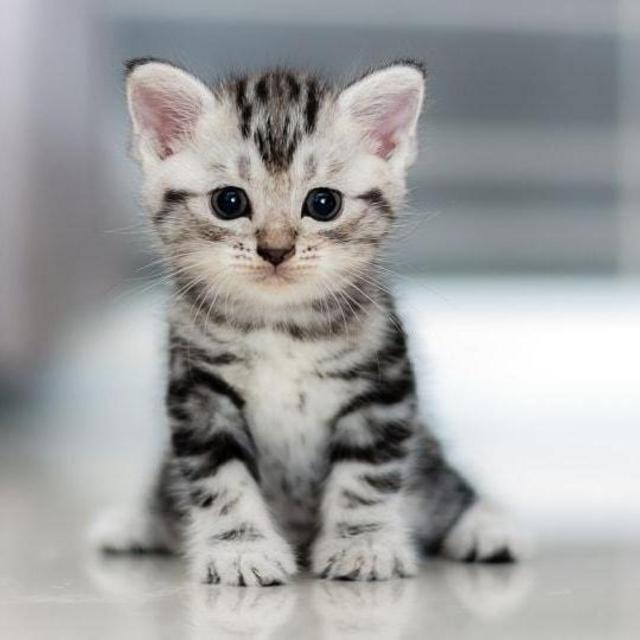 Future family member's adoption fee