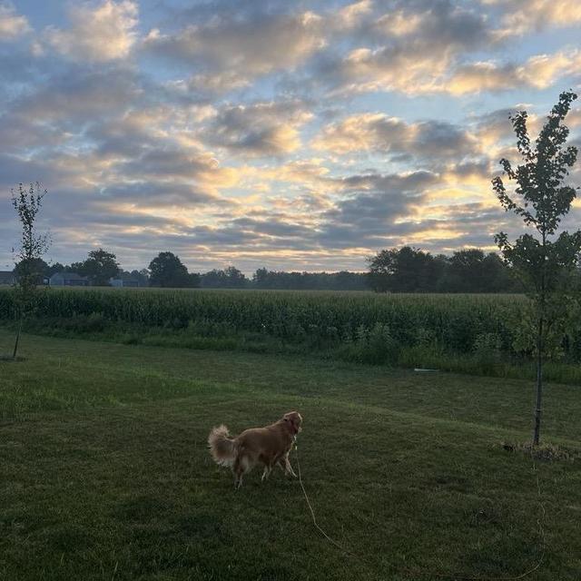 Invisible Fence for our Rory Rue