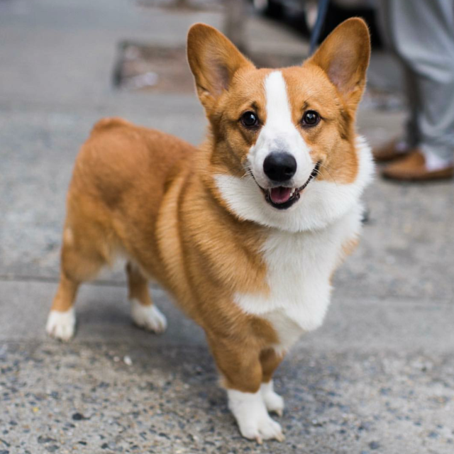 Doggy Adoption