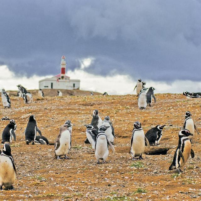 Magellan Penguin Colony Tour