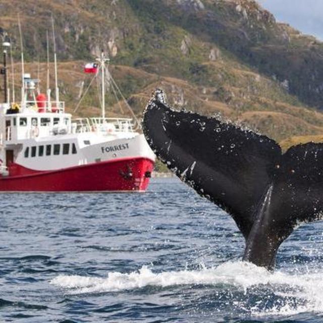 Whale Watching Excursion in the Magellan Strait