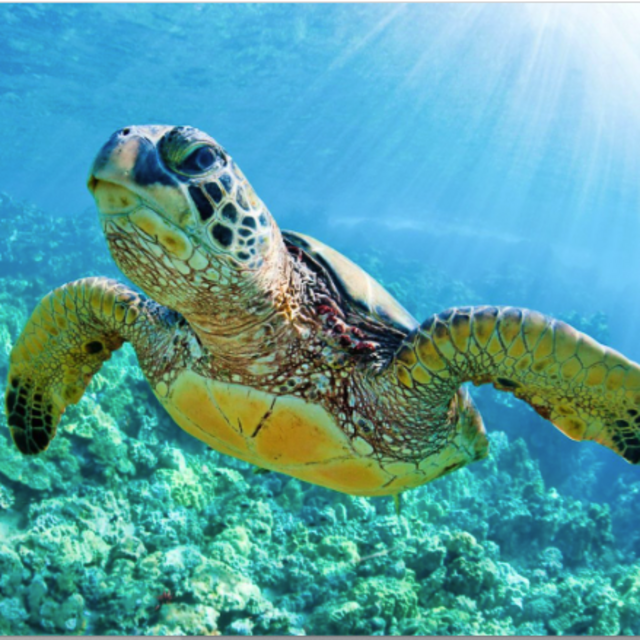 Snorkeling @ Molokini Crater & Turtle Cove - 10/1/22