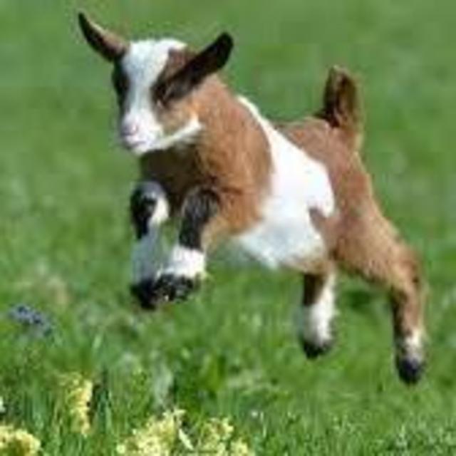 Goat fund
