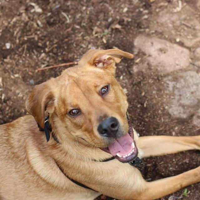 Remy's Rescue Donations