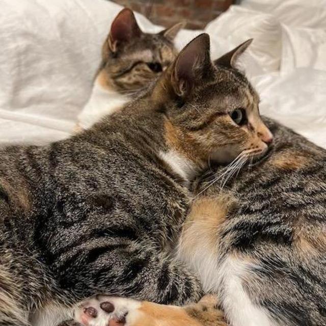 Honeymoon Catsitting