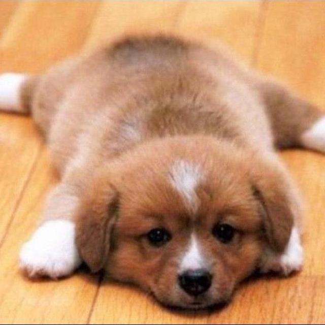 Image result for puppies and worms in the yard