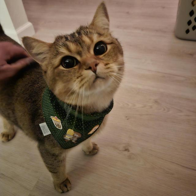 Toast is hungry