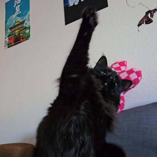 Midnight wants to play