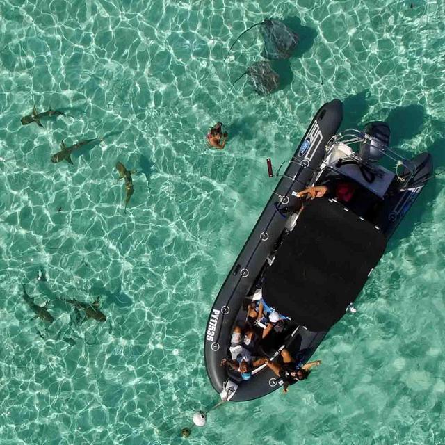 Honeymoon Fund: Private Wildlife Boat Tour in Mo'orea