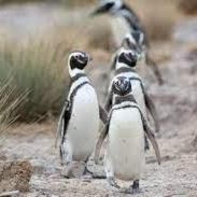 Patagonia Penguin Tour