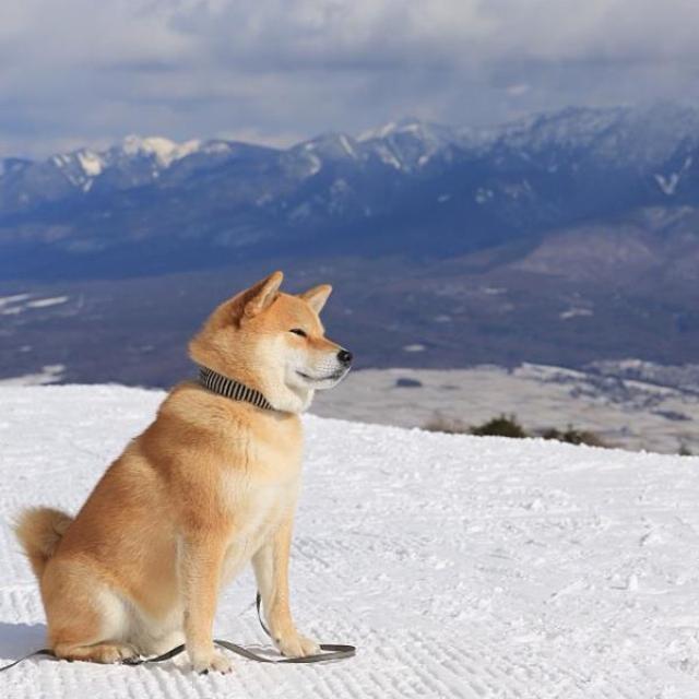 Our Shiba Inu Fund