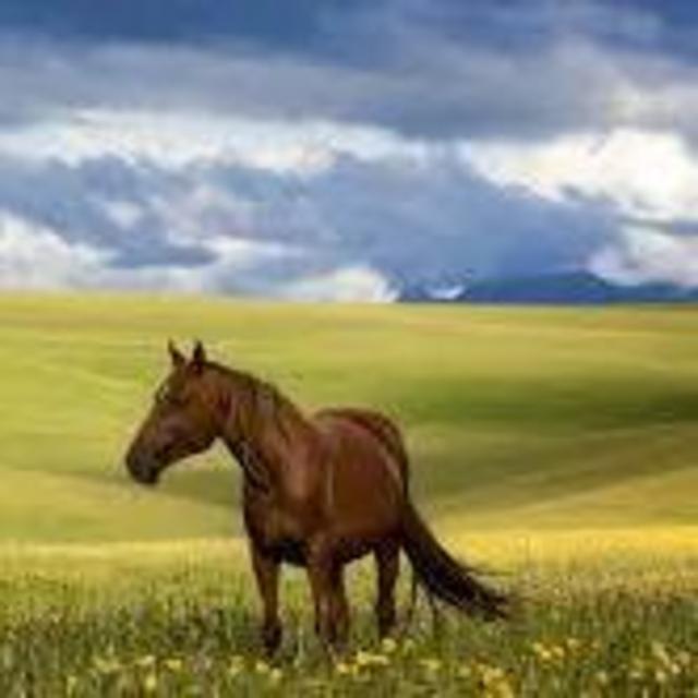 Horseback Riding Lessons
