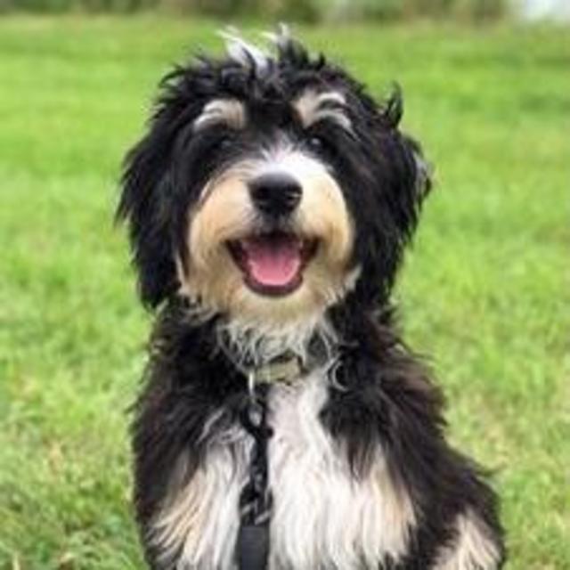 Our New Puppy