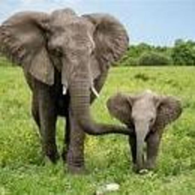 Elephant Highlands Nature Park