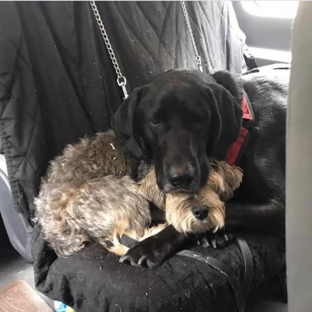 Pet Hotel For Our Honeymoon