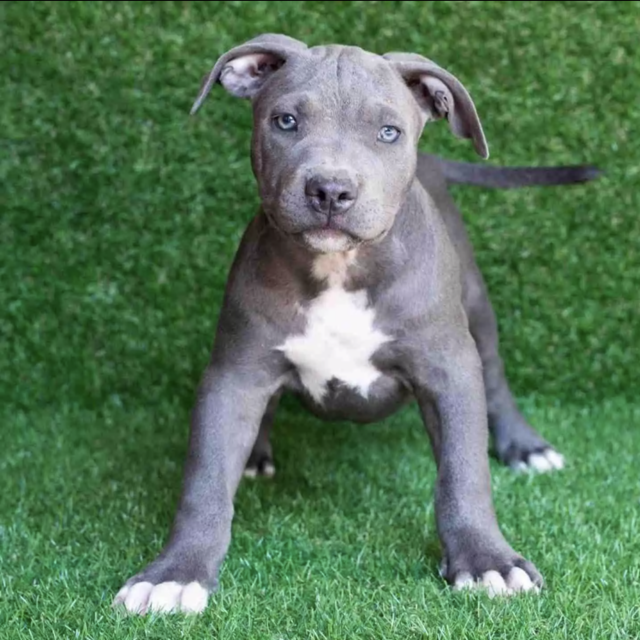 Puppy Fund