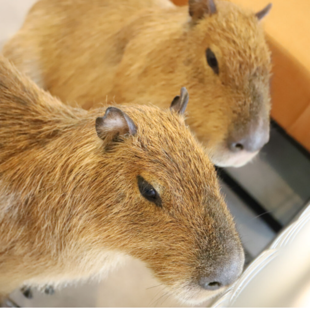 Entry and Drinks at the Capybara Cafe
