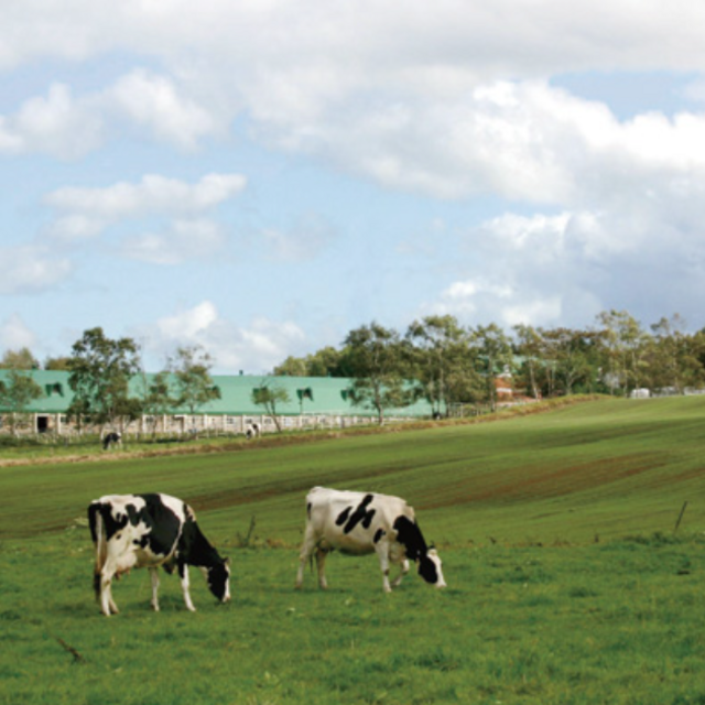 Hokkaido Farm Tour & Lunch