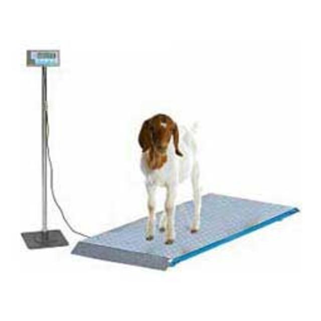 Livestock Platform Scale-
