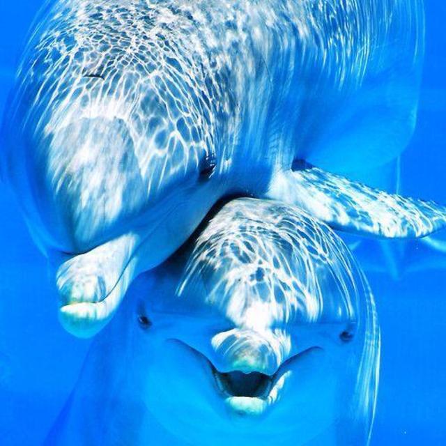 "Encounter Deluxe Dolphin Quest"
