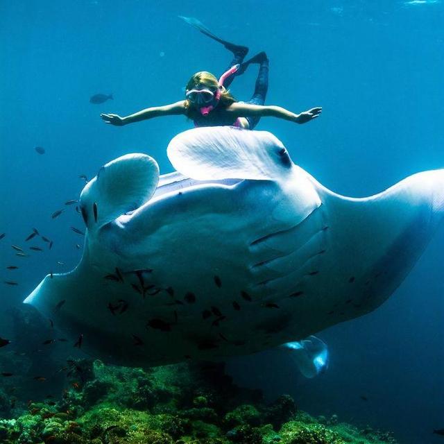 Manta Ray Night Dive and Snorkel EcoAdventure