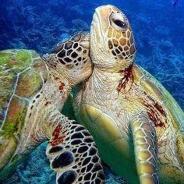 Liquid Hawaii Sea Turtles in Love