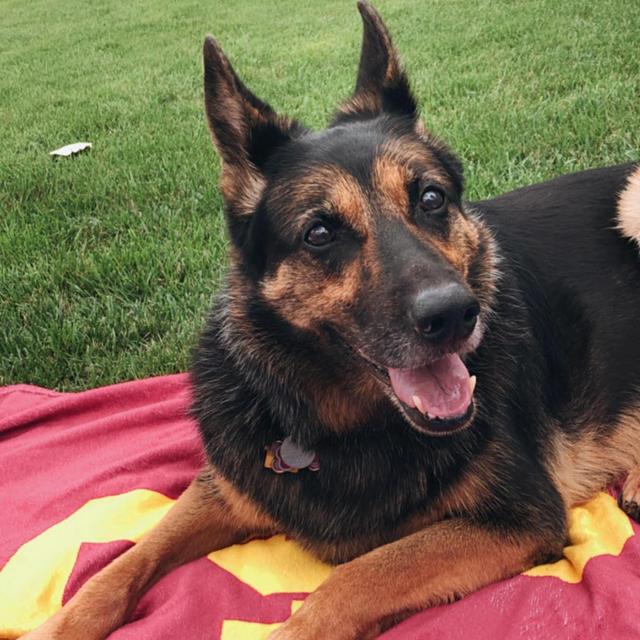 Year's Supply Of Pet Treats