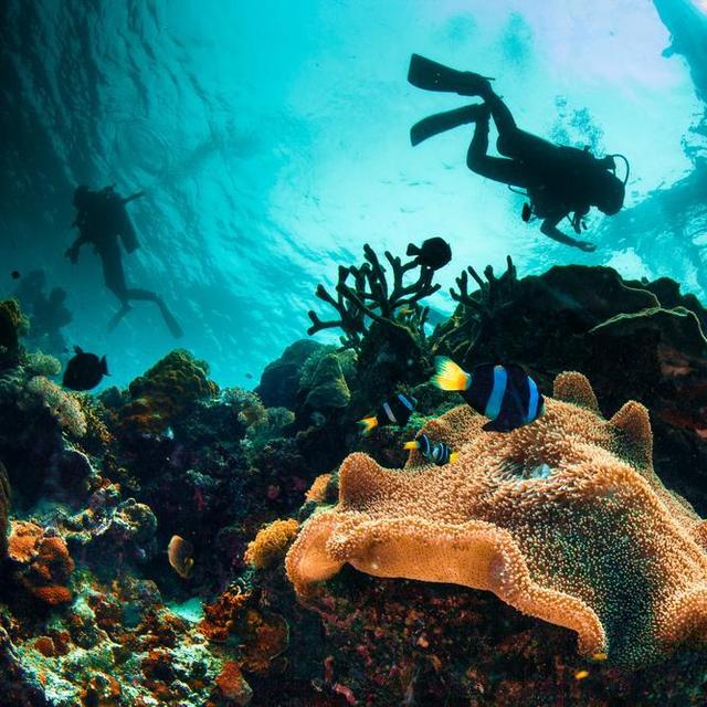 Scuba Diving
