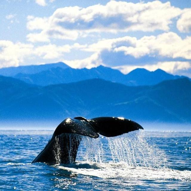 Whale Watching