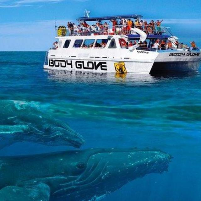 Whale watching with Pacific Whale Foundation