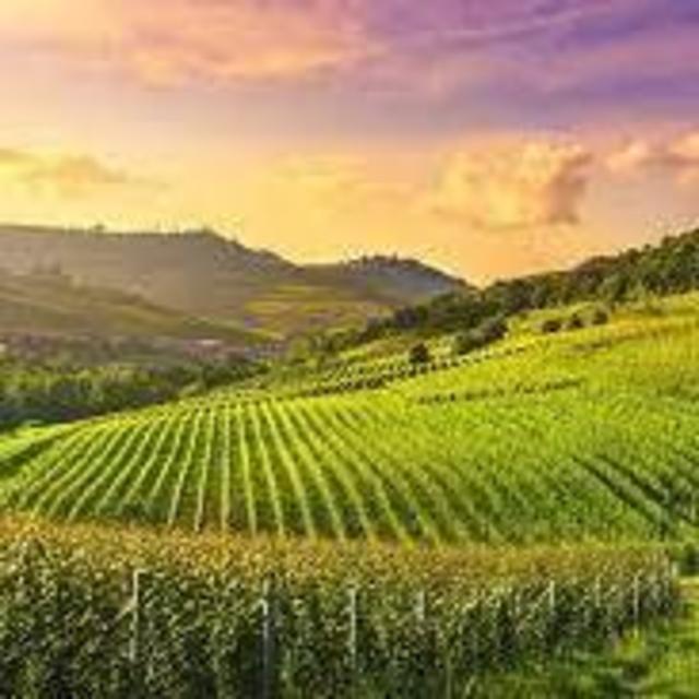 Wine Tasting
