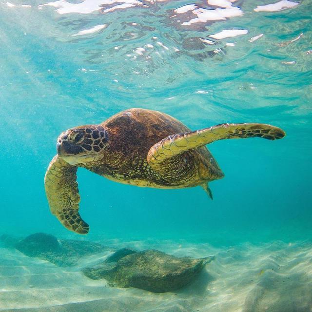 Snorkeling