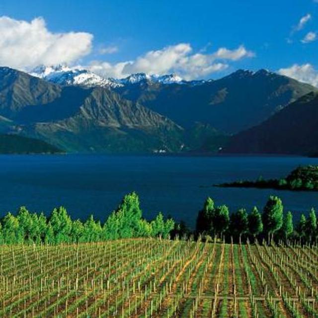 Explore the Wineries in Otago, NZ