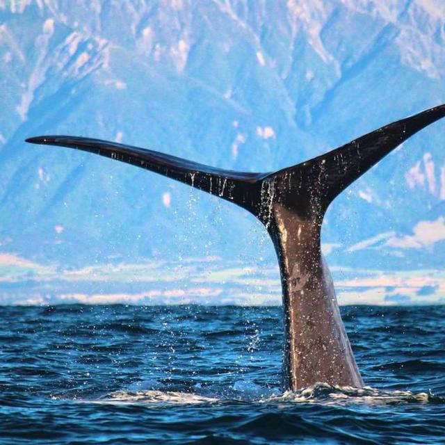 Whale Watch in Marlborough