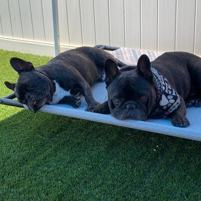 Hotel para Stitch & Rocco