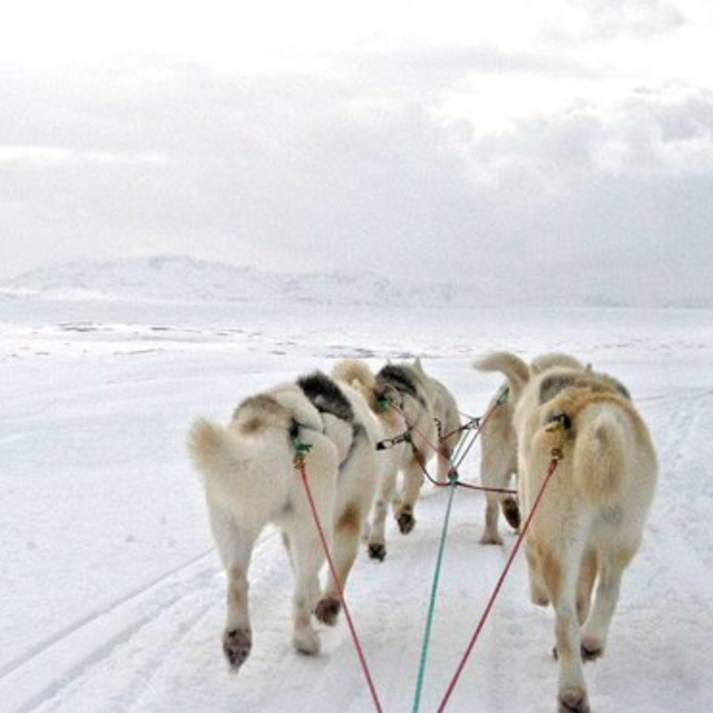 Dog sledding in Iceland