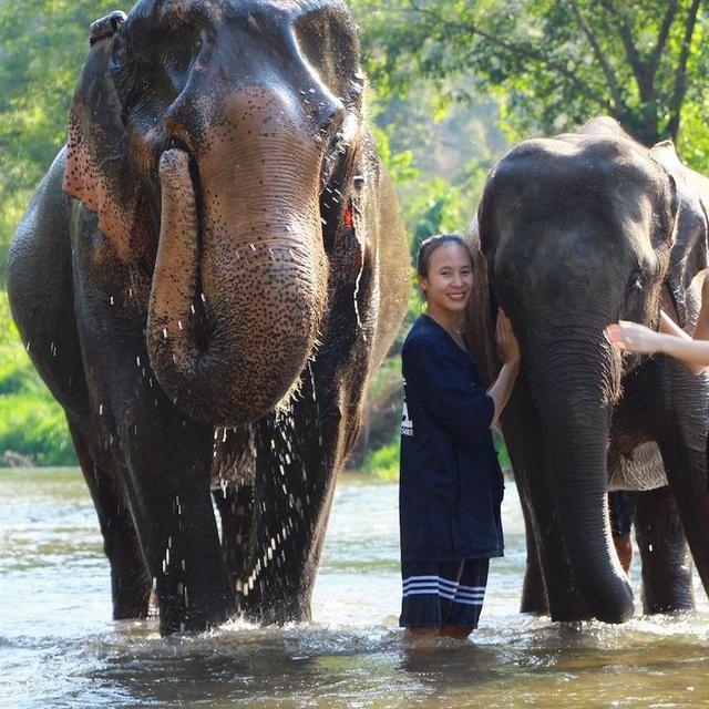Chiang Mai Elephant Sanctuary Honeymoon Excursion