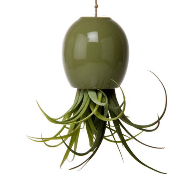Bottom Up Hanging Air Plant Vessel