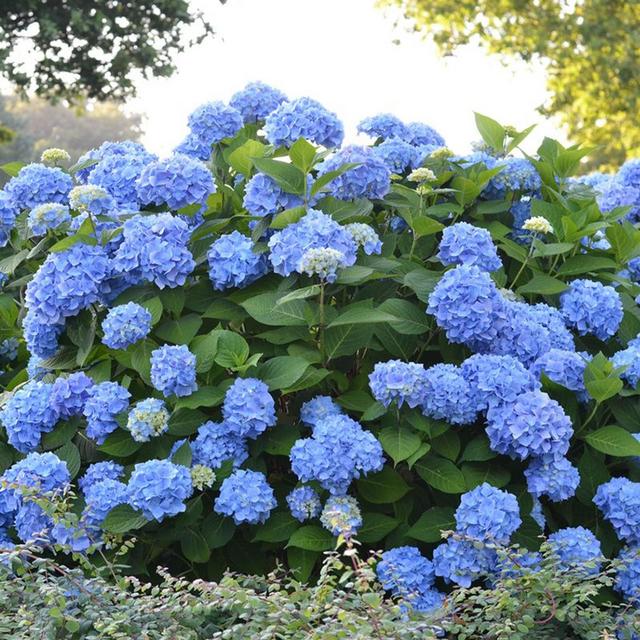 Help our garden grow! Sponsor a blue hydrangea for our yard.